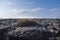 Large group of lava cacti in Galapagos