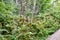 Large group of lush ferns growing along wooden boardwalk