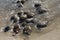 Large group of male Horseshoe crabs on Kitts Hummock a Delaware Bay Coastline