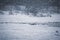 Large group of mallards on ice