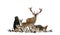 Large group of many european fauna, animals, bear, lynx, red deer, red fox, bird, rodent