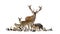 Large group of many european fauna, animals, red deer, red fox, bird, rodent