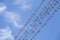 Large group of migrating swallows on wire