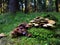 Large group of mushrooms on mossy trunk