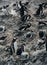 Large group of nesting gentoo penguins