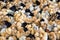 Large group of newly hatched chicks on a chicken farm.