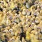 Large group of newly hatched ducklings on a farm