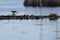 Large group of Painted Turtles (Chrysemys picta) resting on log at Copeland Forest