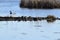 Large group of Painted Turtles (Chrysemys picta) resting on log at Copeland Forest