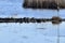 Large group of Painted Turtles (Chrysemys picta) resting on log at Copeland Forest