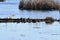 Large group of Painted Turtles (Chrysemys picta) resting on log at Copeland Forest