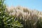 Large group of pampa grass against blue sky