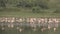 Large Group of pelicans in slow motion