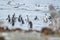 Large group of penguins on shore