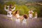 Large group of people in lavender field