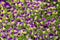 Large group of perennial yellow-violet Viola cornuta, known as horned pansy or horned violet