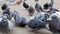 Large group of pigeons walking