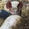 Large group of pigs playing together an waiting to be fed in their timber old farm style pig pen on a farm