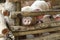 large group of pigs playing together an waiting to be fed in their timber old farm style pig pen on a farm in Northern Thailand