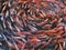 Large group of pink fishes peeling circling in murky pond water view from top in fish farm.