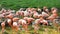 Large group of pink flamingos drinking water inside a pond and preening