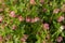 Large Group of a Pink Helleborus orientalis