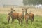 A large group of red deer