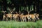 Large group of red deers and hinds walking in forest. Wildlife in natural habitat