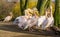 Large group of rosy pelicans together, walking away in rows, family of birds together