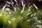 Large group of sea grass by the beach