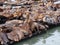 Large group of Sea Lions rest on rows of Piers