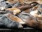 Large group of Sea Lions rest on top each other on Piers