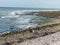 A large group of seagull on a beach of the Normandy in France.