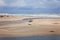 Large Group of Seagulls Flying on a Sandy Beach at San Gregorio State Lagoon and Beach Park, California