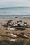 Large group of seals lounging on the shoreline of a sandy beach near the ocean