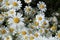 Large Group of Shasta Daisies in Garden