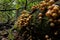 Large group of sheathed woodtuft mushrooms (Kuehneromyces mutabilis)