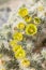 Large Group of Silver Cholla Flowers in California Desert