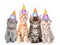 Large group of small cats with birthday hats. isolated on white