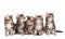 Large group of small maine coon cats looking away. on w