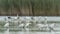 A large group of spoonbills standing in water