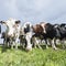 Large group of spotted cows in dutch green grassy meadow near amersfoort in holland