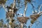 A large group of storks resting in big nests in a tree