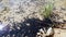 Large Group Of Tadpoles In A Pond