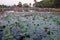 Large group of tourists admire the pond on which the lotuses grow. People look at the