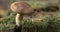 Large group of Tricholoma imbricatum, or Matt Knight mushrooms