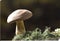 Large group of Tricholoma imbricatum, or Matt Knight mushrooms