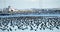 Large group of tufted ducks resting