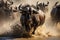 A large group of untamed animals running swiftly through a flowing river, Wildebeests crossing Mara River, Great Migration, Kenya