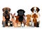 Large group of various breeds dogs and cats